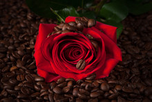 Close Up Of Red Rose On Roasted Coffee Beans