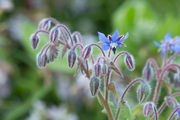 Wall Mural - Borage, Borago officinalis