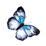 Fototapeta Motyle - butterfly236