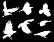 set of seven crow silhouettes isolated on black