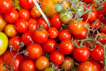 Wall Mural - Tomatoes