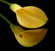 Yellow Calla Lily Islolated On Black