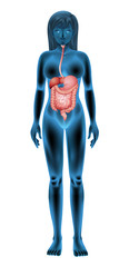 Sticker - Female digestive system