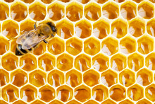 Working Bee On Honeycomb Cells