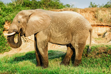 Male African Elephant Eating Leaves, Kazinga Channel (Uganda)