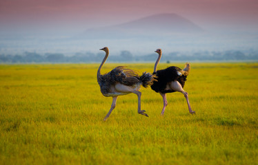 african ostrich