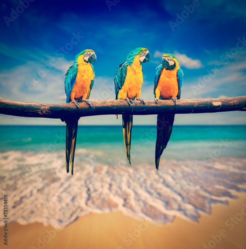 Fototapeta dla dzieci three parrots (Blue-and-Yellow Macaw (Ara ararauna) also known a