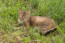 A Cat Lying In Grass