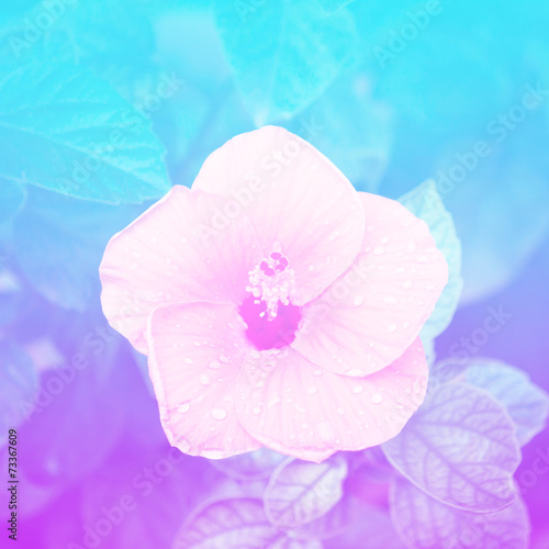 Plakat na papierze fotorealistycznym Kwiaty w pastelowych stylach.