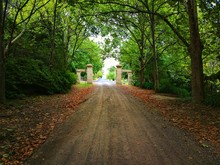 Avenue Of Trees To The Gate