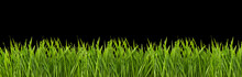 Grass On A Black Background