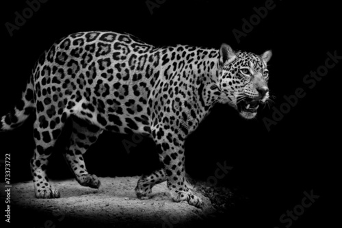 Plakat na papierze fotorealistycznym Portret jaguara