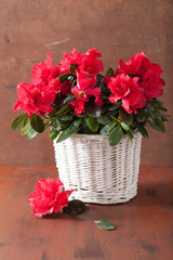 Fotomurales - beautiful red azalea flowers in basket over rustic background