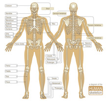 A Diagram Of The Human Skeleton
