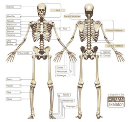 a diagram of the human skeleton