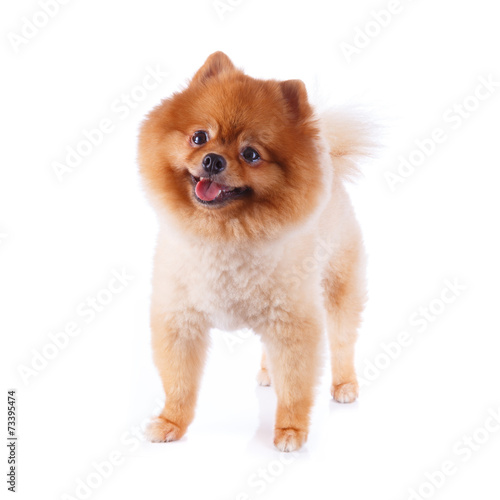Pomeranian Dog Brown Short Hair Buy This Stock Photo And Explore