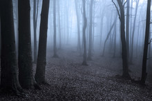Blue Fog In Mysterious Forest