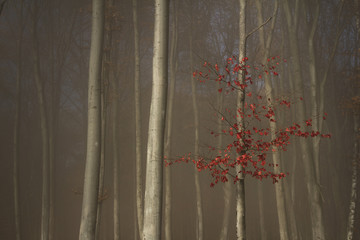 Wall Mural - Lonely tree with leaves during autumn