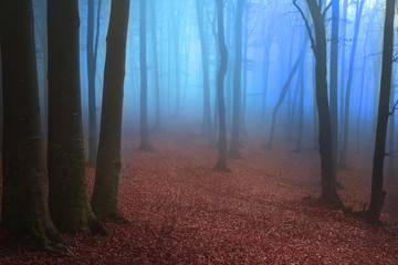 Wall Mural - Beautiful view of blue fog in the forest during autumn