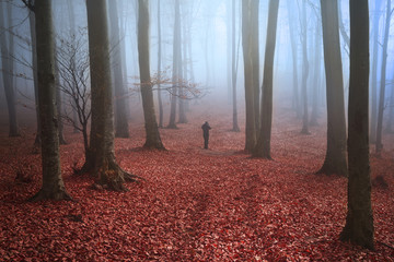 Wall Mural - evening in a colorful forest with mist and black silhouette