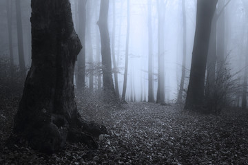 Wall Mural - Dark trees in foggy forest