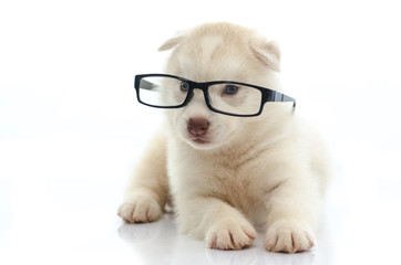 Cute siberian husky wearing glasses on white background