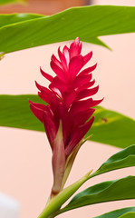 torch ginger flower