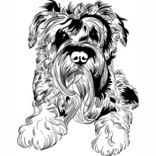 Vector Sketch Dog Schnauzer Breed Hand Drawing Vector