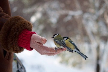 bird eats with palms, winter park