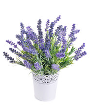 Pot With Lavender Isolated On A White