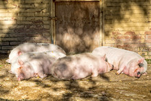 Pink Pig Sleeping