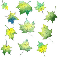 Wall Mural - set of silhouettes by maple leaves in watercolor