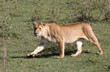 Löwin in Afrika