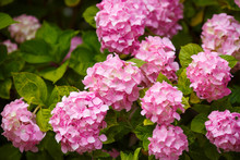 Hydrangea Pink Flowers In Bloom Garde