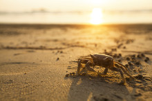 Crab On Sand Of The Sea Beach.