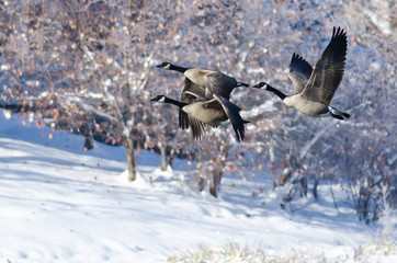 Wall Mural - Three Canada Geese Flying Over a Winter Lake