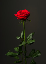 One Red Rose On Black Background