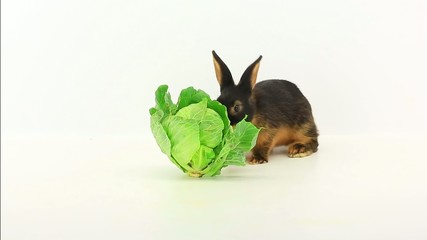 Poster - brown rabbit eats cabbage