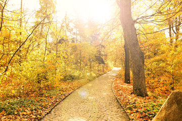 Sticker - Beautiful autumn trees in park