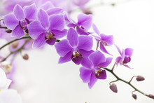 Purple Dendrobium Orchid With Soft Light