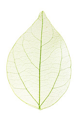 Poster - Decorative skeleton leaf isolated on white