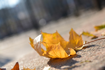 Sticker - Beautiful autumn leaves on road