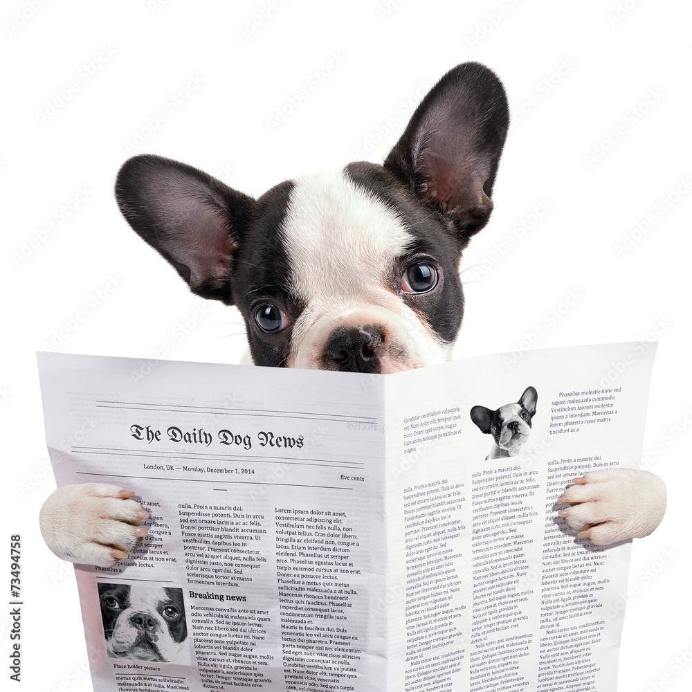 Get French Bulldog Reading Newspaper Over White Wall Mural Wallpaper Murals For Free Get Wallpaper French Bulldog Reading Newspaper Over White Wall Mural Wallpaper Murals Desktop Wallpaper