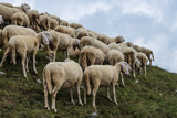Fototapeta Zwierzęta - grup of sheeps in the mountain