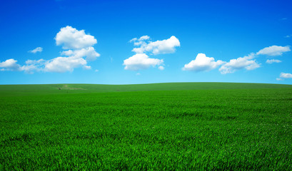 Wall Mural - green field