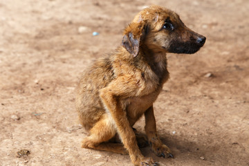 poor dog from a farm in Nicaragua