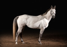 Horse. Trakehner Gray Color On Dark Background With Sand