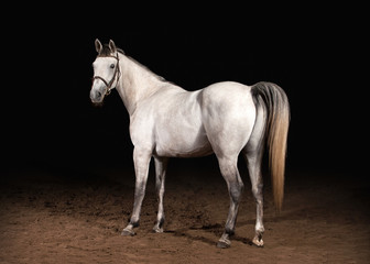 Plakat koń wyścigowy portret piękny rasowy