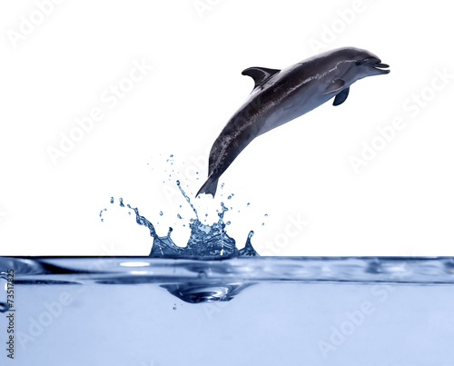 dark grey doplhin above water in jump Tableau sur Toile