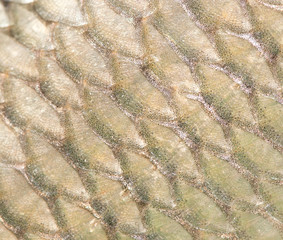 Canvas Print - pattern of fish scales